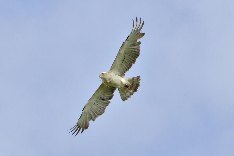 Falcon flying